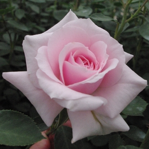 Felberg's Rosa Druschki - trandafiri - www.ioanarose.ro